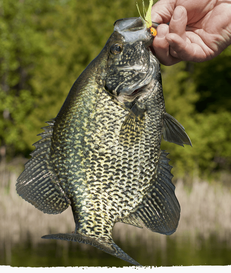 Nashville Crappie Fishing