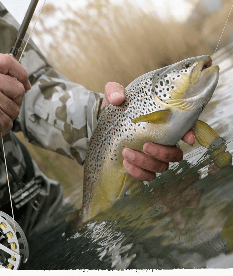 Trout Fishing In Nashville